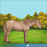 Horse Color:Black Pearl Sabino 