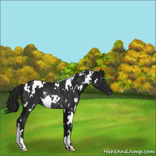 Horse Color:Gray White Spotted Black Rabicano 