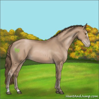 Horse Color:Black Pearl Sabino 