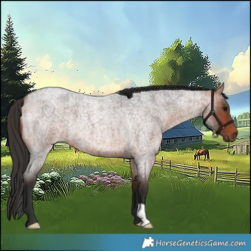 Horse Color:Bay Roan