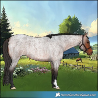 Horse Color:Bay Roan 