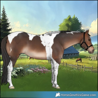 Horse Color:Brown Tobiano 