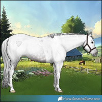 Horse Color:Gray Brown Tobiano 