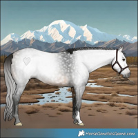 Horse Color:Gray Buckskin Rabicano 
