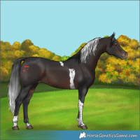 Horse Color:Brown Tobiano Appaloosa 