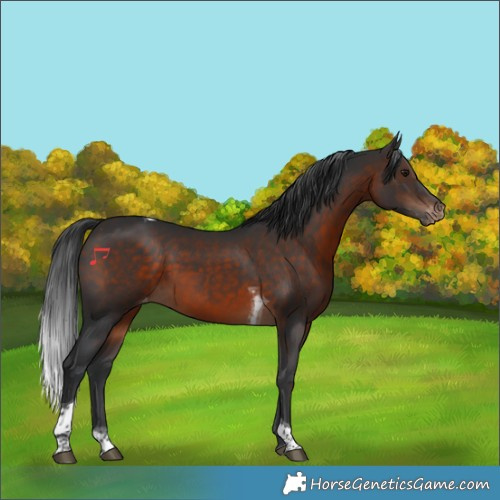 Horse Color:Brown Tobiano Appaloosa