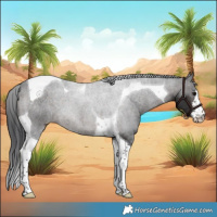 Horse Color:White Spotted Brown Tobiano 