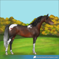 Horse Color:Brown Tobiano Varnish 