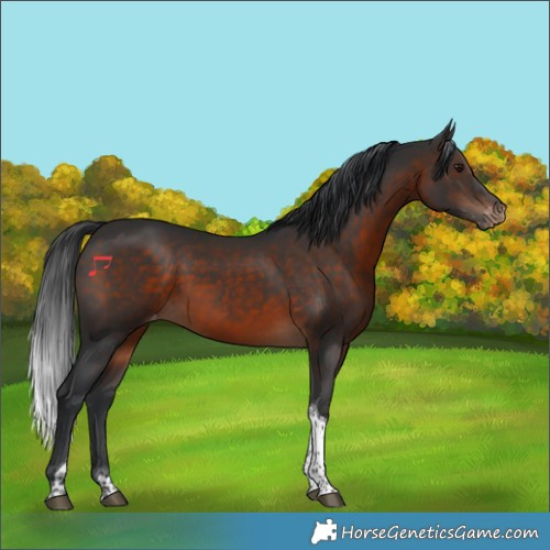 Horse Color:Brown Tobiano Appaloosa 