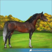 Horse Color:Brown Tobiano Varnish 