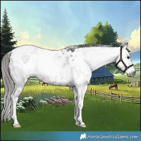 Horse Color:Gray Bay Roan Tobiano Appaloosa
