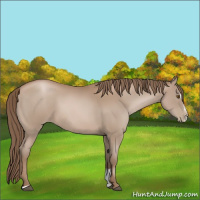 Horse Color:Black Pearl Sabino 