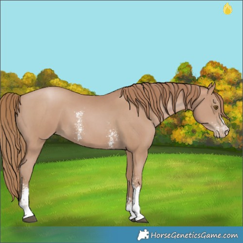 Horse Color:Black Pearl Sabino 