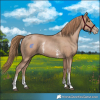Horse Color:Black Pearl Sabino 