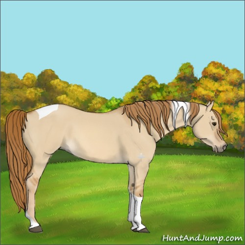 Horse Color:Red Dun Tobiano 