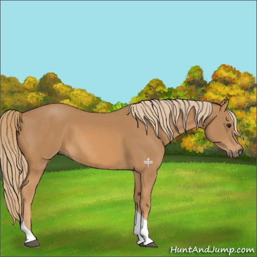 Horse Color:Chestnut Tobiano 
