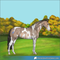 Horse Color:Brown Dun Sabino Tobiano Rabicano 
