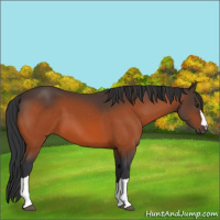 Horse Color:Brown 