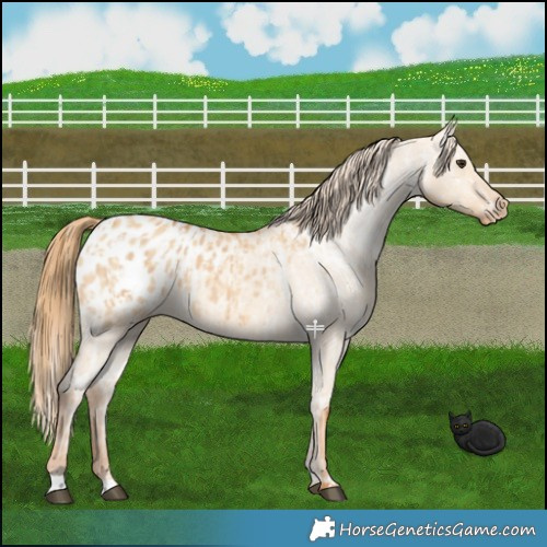 Horse Color:Red Dun Appaloosa  and Red Dun Appaloosa 