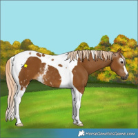 Horse Color:Gray White Spotted Palomino Tobiano 
