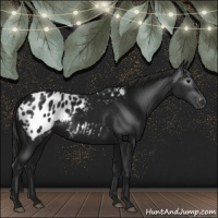 Horse Color:Gray Black Appaloosa