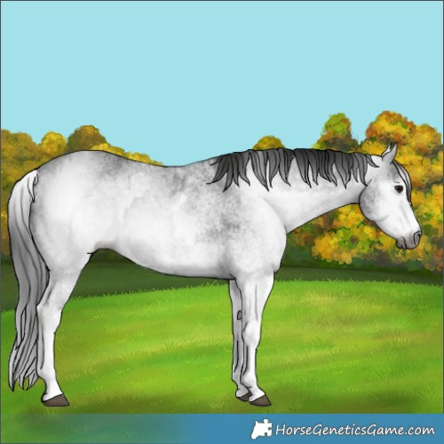 Horse Color:Gray White Spotted Black  and Gray White Spotted Black 