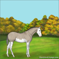 Horse Color:Smoky Grullo Roan Splash 