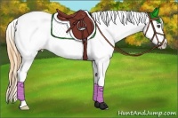 Horse Color:Buckskin Splash Appaloosa 