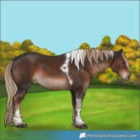 Horse Color:Liver Chestnut Tobiano 