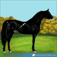 Horse Color:Cremello Chinchilla Onyx Appaloosa 