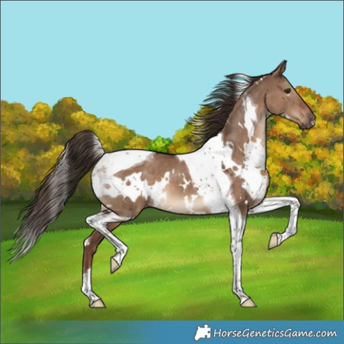 Horse Color:White Spotted Liver Red Dun Tobiano 