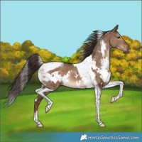 Horse Color:White Spotted Liver Red Dun Tobiano 