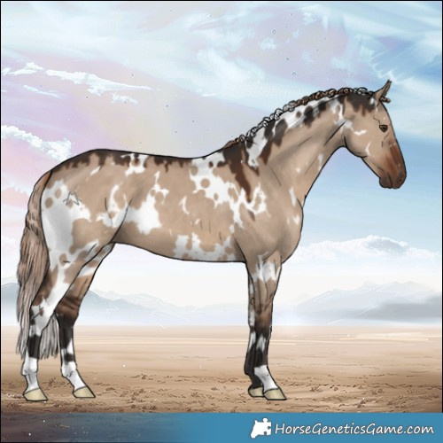 Horse Color:White Spotted Liver Red Dun 
