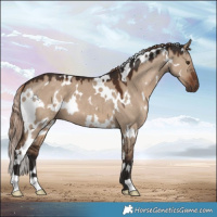 Horse Color:White Spotted Liver Red Dun 