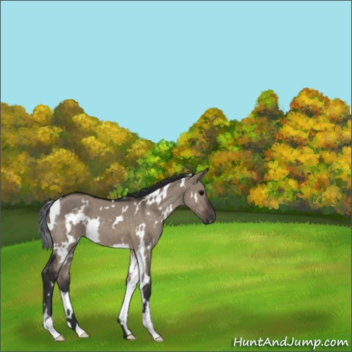 Horse Color:White Spotted Brown Dun 
