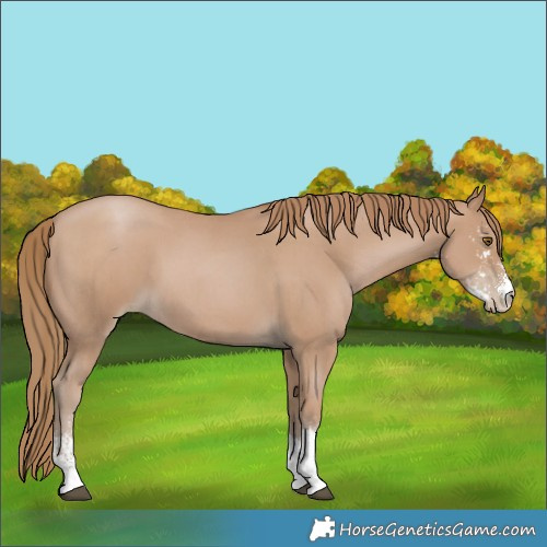 Horse Color:Black Pearl Sabino