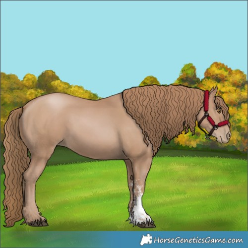 Horse Color:Black Pearl Sabino 