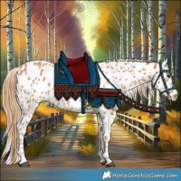 Horse Color:Chestnut Appaloosa 