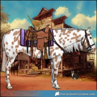 Horse Color:Red Dun Appaloosa 