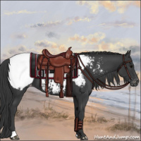 Horse Color:Black Appaloosa