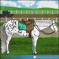 Horse Color:Black Blanket 