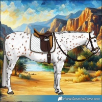 Horse Color:Bay Appaloosa 