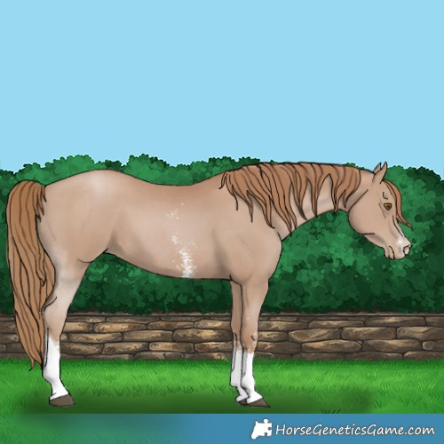 Horse Color:Black Pearl Sabino Tobiano 