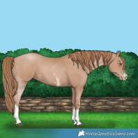 Horse Color:Black Pearl Sabino Tobiano 