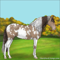 Horse Color:White Spotted Classic Champagne 