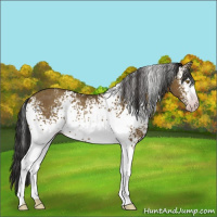 Horse Color:Gray White Spotted Classic Cream Champagne Rabicano 