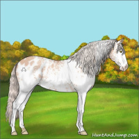 Horse Color:White Spotted Silver Sable Champagne Appaloosa 