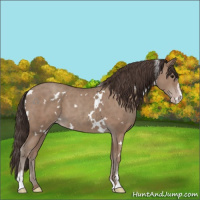Horse Color:White Spotted Classic Champagne Sabino 