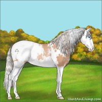 Horse Color:White Spotted Silver Classic Champagne Splash Appaloosa Rabicano 
