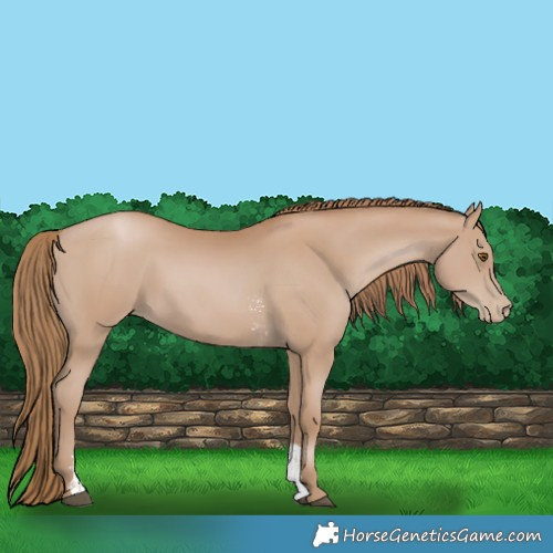 Horse Color:Black Pearl Sabino 